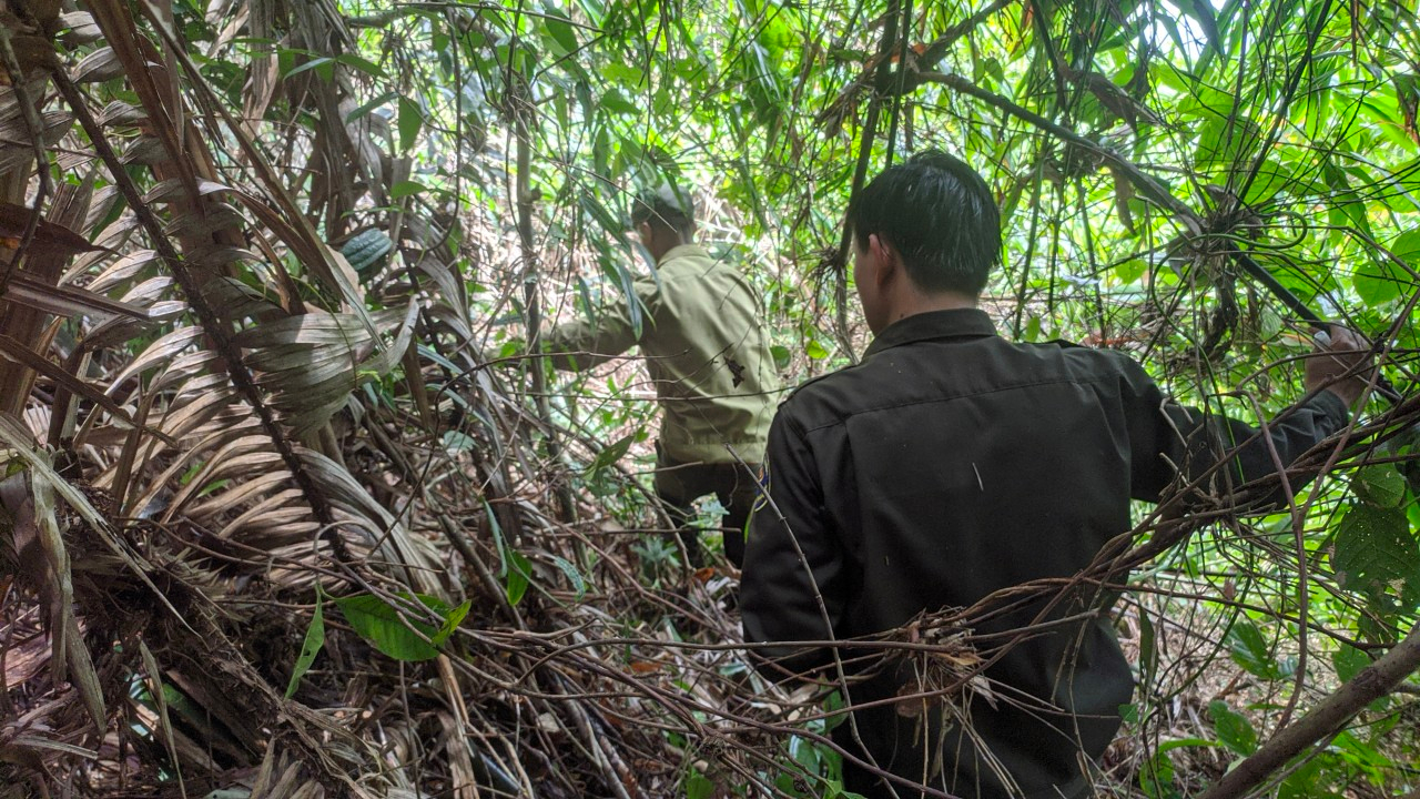 Thiết kế trồng rừng thay thế tại rừng phòng hộ lưu vực sông Bến Hải